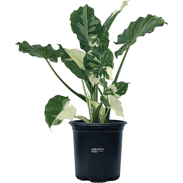Nature’s Way Farms®, Alocasia Dawn, Variegated, Live Plant, Rare Plant