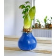 thumbnail image 2 of Blue Waxed Amaryllis with Pink Flower, 2 of 3