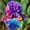 B, variant on Premium Perennial - Iris Bulbs/Roots - Low Maintenance - Ideal for Garden Borders, Plant Hangers