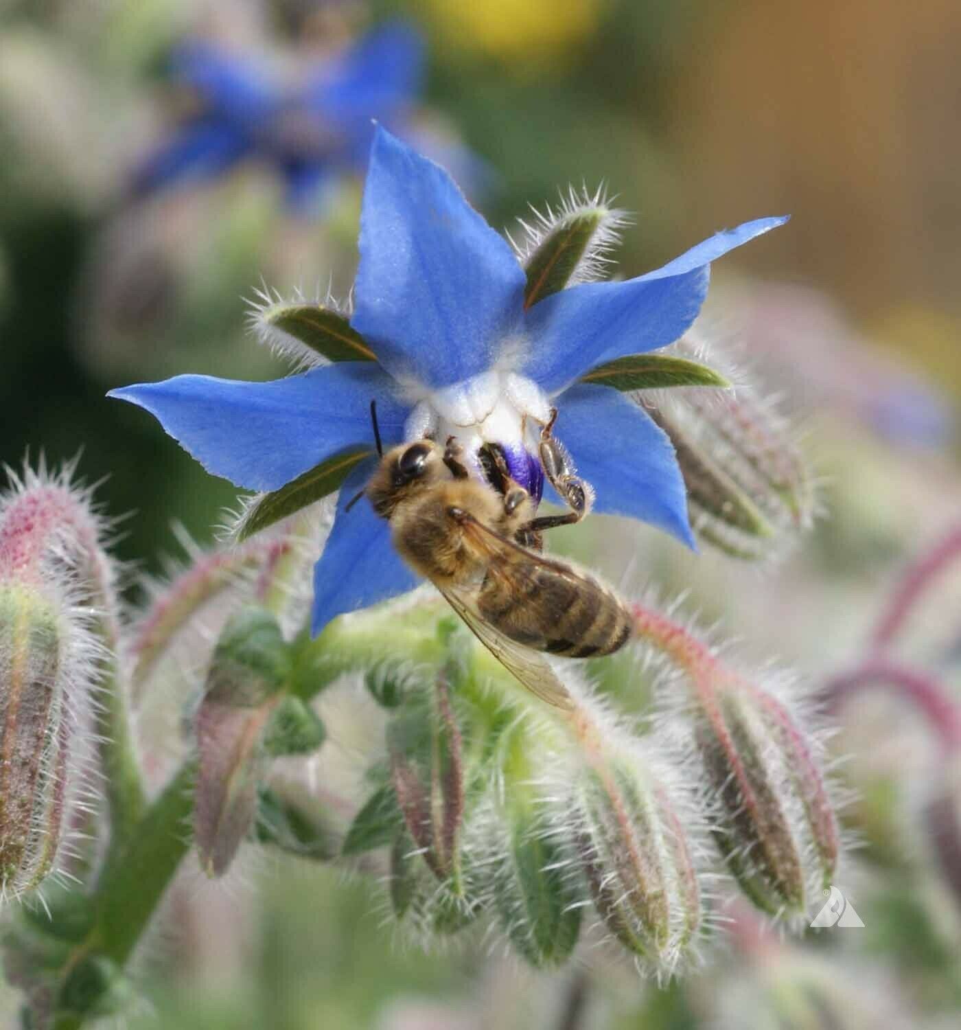 BORAGE Blue Edible Herb Candied Flowers Companion to Tomatoes NonGMO