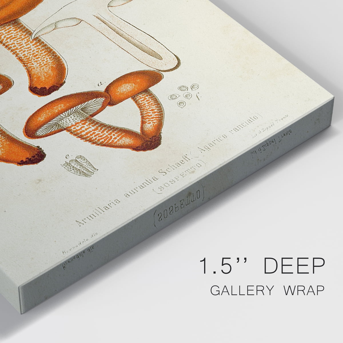 Mushroom Varieties IV Premium Gallery Wrapped Canvas - Ready to Hang - 24 x 36 Each