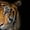 Tiger Photo, variant on TalkingCase Slim Fit Phone Case Compatible for Samsung Galaxy S24 Ultra(Not S24, S24 Plus), Eagle Photo Print, Lightweight,Flexible, USA Print