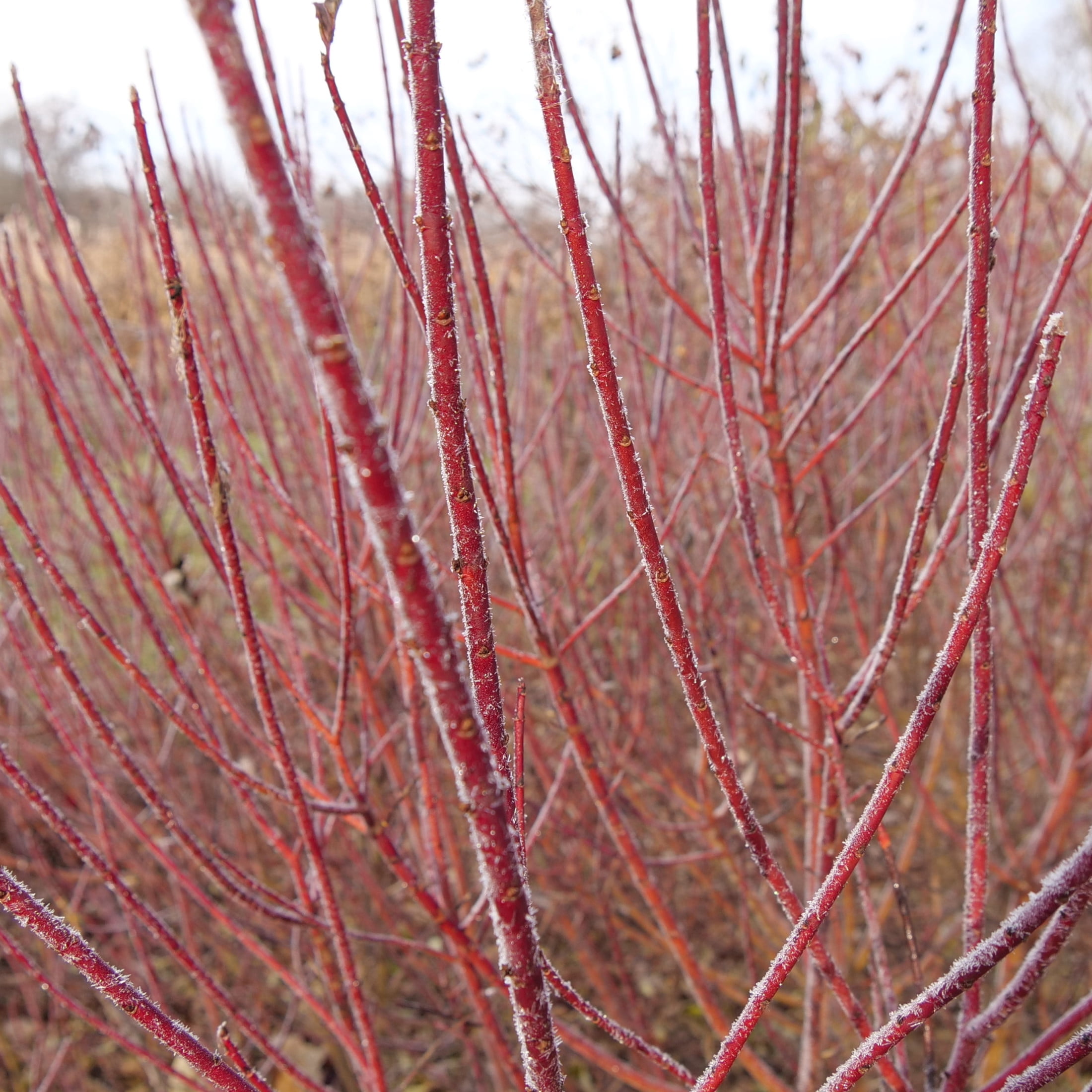 Proven Winners ColorChoice 5" Arctic Fire Red Dogwood Live Plant in 4.5" Pot (4 Count)