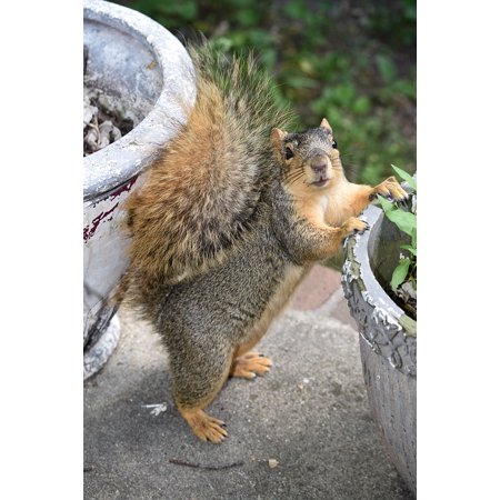 Playful Squirrels - LAMINATED POSTER Brown Squirrel Fluffy Animal Small Outdoor Furry Poster Print 24 x 36