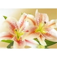 thumbnail image 1 of Drill Diamond Painting (DB2625) 5D DIY Kit de bordado de punto de cruz completo (Flower05) 50x70cm FLhrweasw Nuevo, 1 of 1