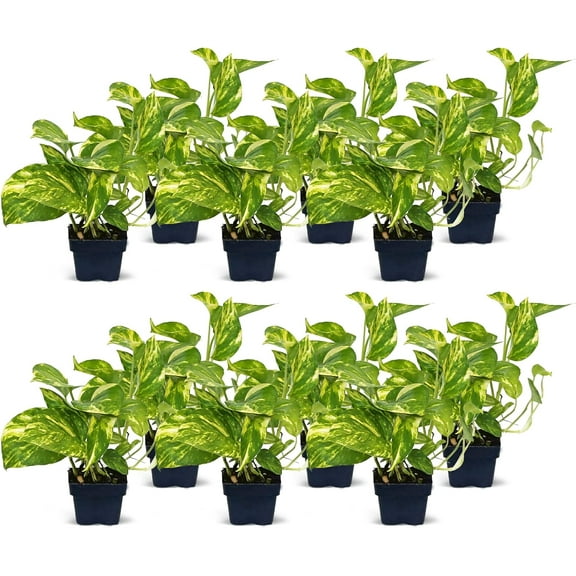12 Pack Live Golden Pothos, Devil's Ivy Vine, Indoor Trailing Houseplant, Variegated Potted Plant, Sympathy Gift, Live Decor, Birthday Gift, Office Gift, Housewarming Gift in 3" Pot