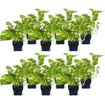 12 Pack Live Golden Pothos, Devil's Ivy Vine, Indoor Trailing Houseplant, Variegated Potted Plant, Sympathy Gift, Live Decor, Birthday Gift, Office Gift, Housewarming Gift in 3" Pot
