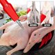 thumbnail image 4 of Poultry Plucker Automatic Chicken Turkey Remover For Portable Commercial-Grade Plucking Tool, 4 of 5