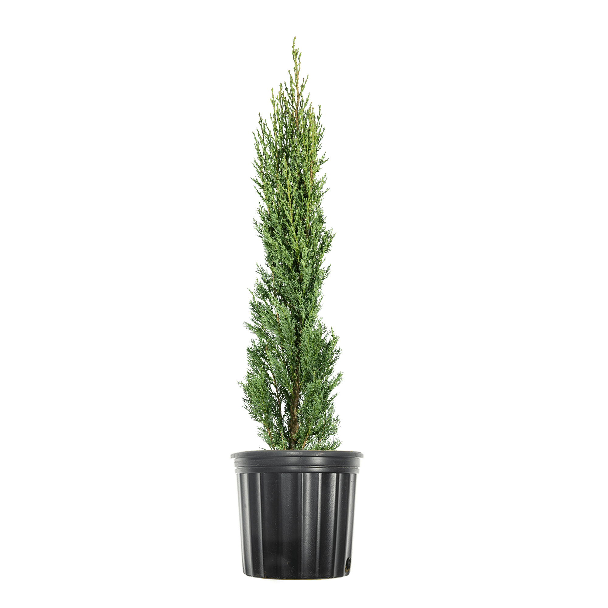 Italian Cypress (2.5 Quart) Narrow and Upright Evergreen Italian Cypress (2.5 Quart) Narrow and Upright Evergreen