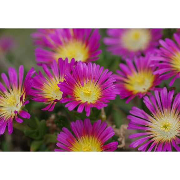 Hot Pink Wonder Ice Plant - Perennial -  Delosperma - Quart Pot - Live Plant