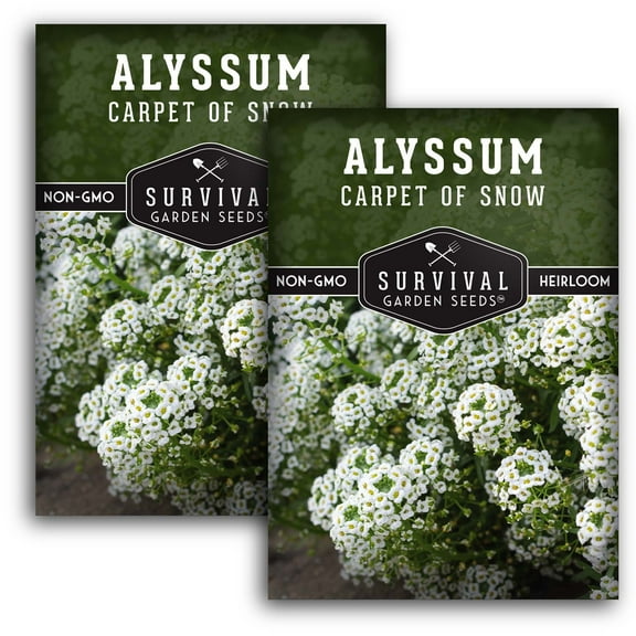 2 Packs Carpet of Snow Alyssum Seed - Non-GMO Heirloom Full Sun Annual Flower