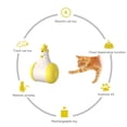 thumbnail image 3 of Jouet laser Interactif pour Chat d'Intérieur, Jouet laser Automatique pour Chat USB, 3 of 5