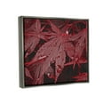 thumbnail image 3 of Stupell Industries Red Maple Leaves Botanical & Floral Photography Gray Floater Framed Art Print Wall Art, 21 x 17, 3 of 9
