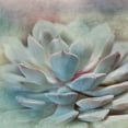 thumbnail image 2 of Weisz, Irene 20x20 Gold Ornate Wood Framed with Double Matting Museum Art Print Titled - Pastel Succulent I, 2 of 4