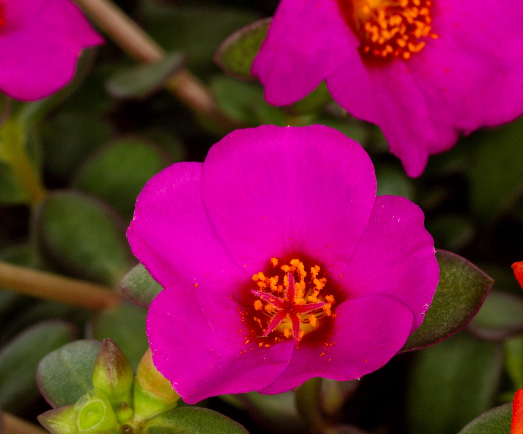 Better Homes & Gardens Purple Purslane Live Annual Plant, Sun, 5-Pack, 1.5PT