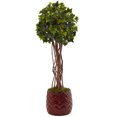 thumbnail image 1 of 2.5 Lierre Anglais Résistant aux UV (Intérieur/extérieur), 1 of 1