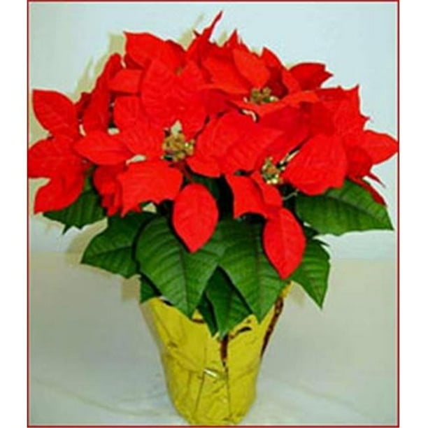 Creative Displays 1881 18 in. Tall Silk Poinsettia Plant in an 8 in. Pot x 6 plants Walmart