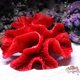 thumbnail image 3 of 1 pieza de decoración de coral de poliéster, decoración de coral de acuario de 4 7/10" x 4 7/10" x 1 9/10" para decoración de peceras de acuario [actualización] TUNC Sencillez, 3 of 4