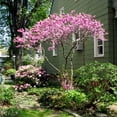 thumbnail image 4 of Eastern Redbud Tree Live Plant, Eastern Redbud Planting Outdoor, 6'' Tall in Quart Pot, 4 of 5