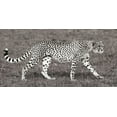 thumbnail image 2 of Pangea Images 32x18 Gold Ornate Wood Framed with Double Matting Museum Art Print Titled - Cheetah Hunting, Masai Mara, 2 of 4