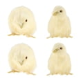 thumbnail image 1 of Paquete de 4 Juguetes de Pollo Amarillo de Simulación, Modelo de Enseñanza de Animales de Pollo de Peluche con Sonido, para, 1 of 9