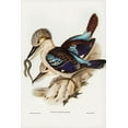 thumbnail image 2 of Gould, John 17x24 White Modern Wood Framed Museum Art Print Titled - Leach’s Kingfisher-Dacelo Leachii, 2 of 4