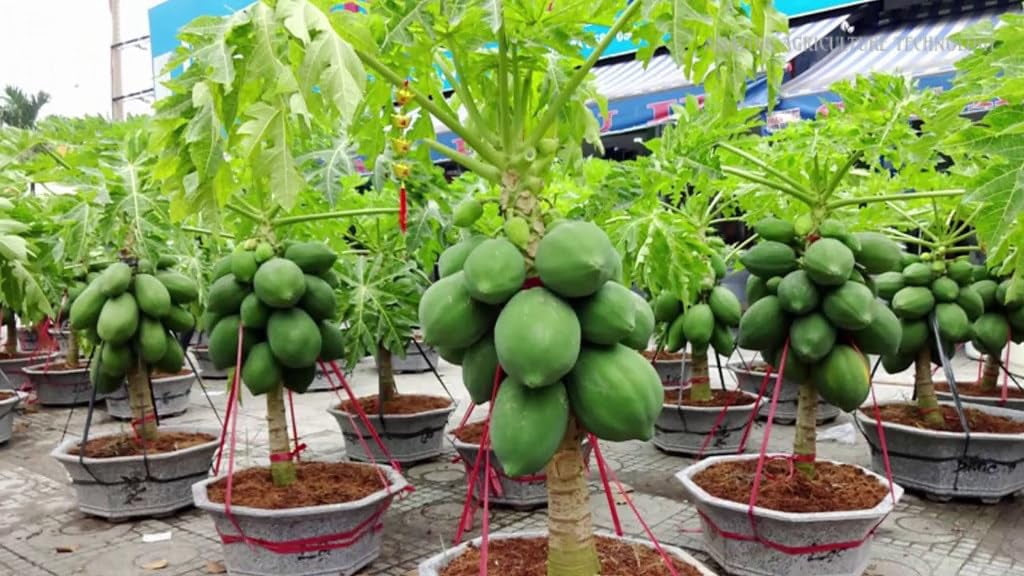 ⭐ Gardenera Labs Papaya Plant Potting Soil - Experience Plentiful Fruits and Vibrant Growth with Professional Grade Mix - 10 QUART