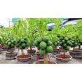 thumbnail image 2 of Gardenera Labs Papaya Plant Potting Soil - Enhance Fruiting and Health with Professional Grade Nutrient-Rich Mix - 3 Quart, 2 of 3