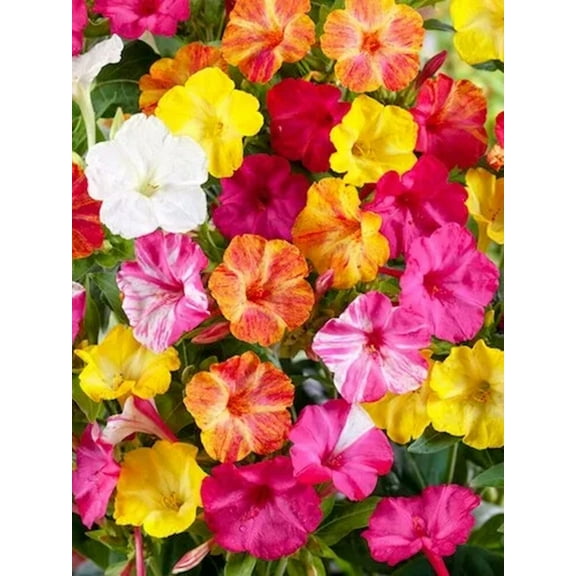 25 Mixed Four O'clock Flowers Seeds 4