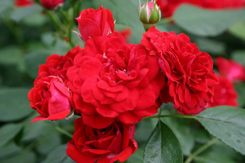 Roxanne™ Veranda® Rose - 4