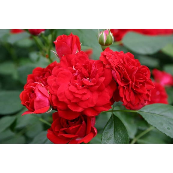 Roxanne™ Veranda® Rose  - 4" Pot