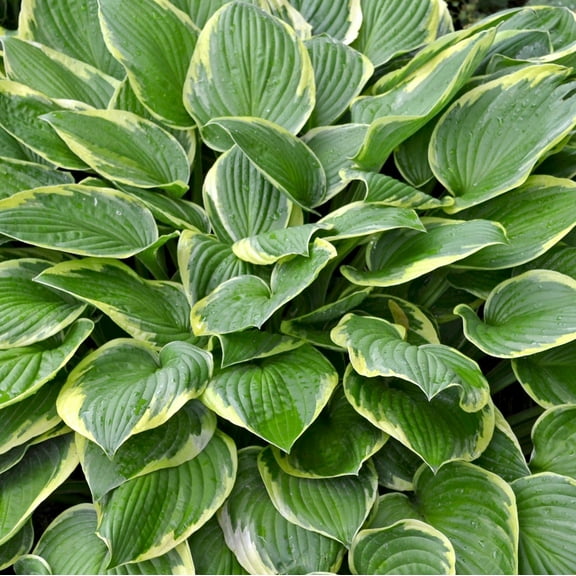 Easy to Grow Hosta Wide Brim 3 Plant Divisions, Summer Shade Zones 3-9
