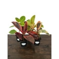 thumbnail image 2 of MicroStarts Live Ficus Variety Pack - 4 Ficus Plants in 4 inch pots, 2 of 6
