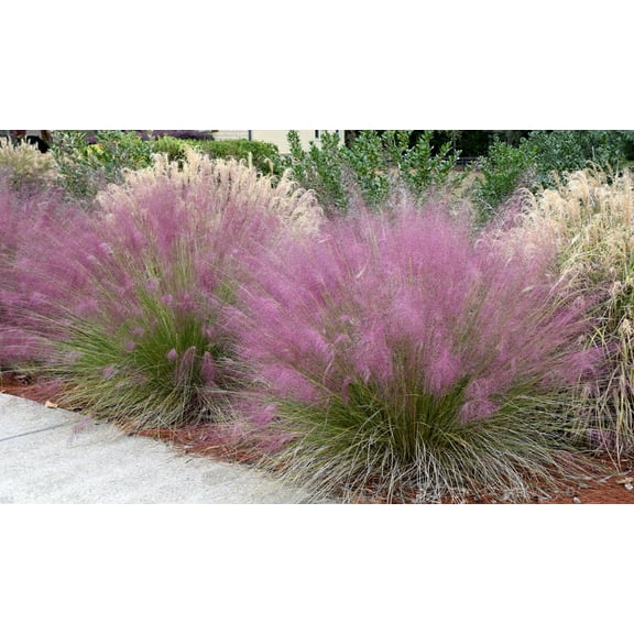 Pink Muhly Grass - Muhlenbergia capillaris - Live Starter Plant