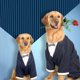 thumbnail image 3 of Trajes Para Perros Y Trajes De Bandana, Trajes De Fiesta De Bodas De Esmoquin Para Perros, Camisas Con Pajarita De Boda De Príncipe Para Perros, Disfraces Formales Para Deshierbe De Perros, Rayas Para Perros Medianos Y Grandes Rojo Verde Cocina, Decoración y Otros, 3 of 5