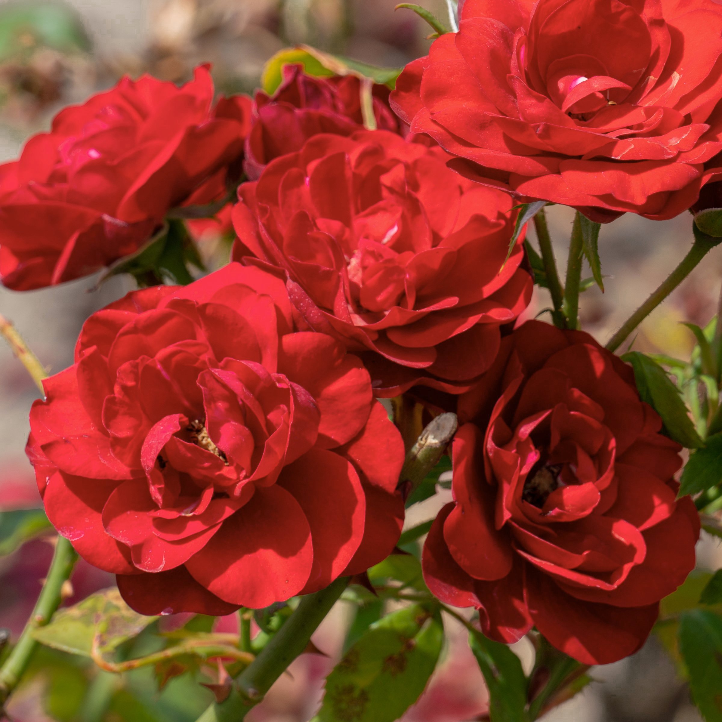 National Plant Network Bare Root Impatient Tree Rose