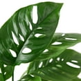 thumbnail image 2 of DecoraciOn Monstera Swiss Cheese Live Plant in 4" Pot, 2 of 4