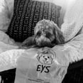 thumbnail image 3 of E Y S Collapse Flip-Top Out Door 21 Oz Bottle for Dogs with Free 120 EYS Eco-Friendly Dog Poop Bags, 3 of 3