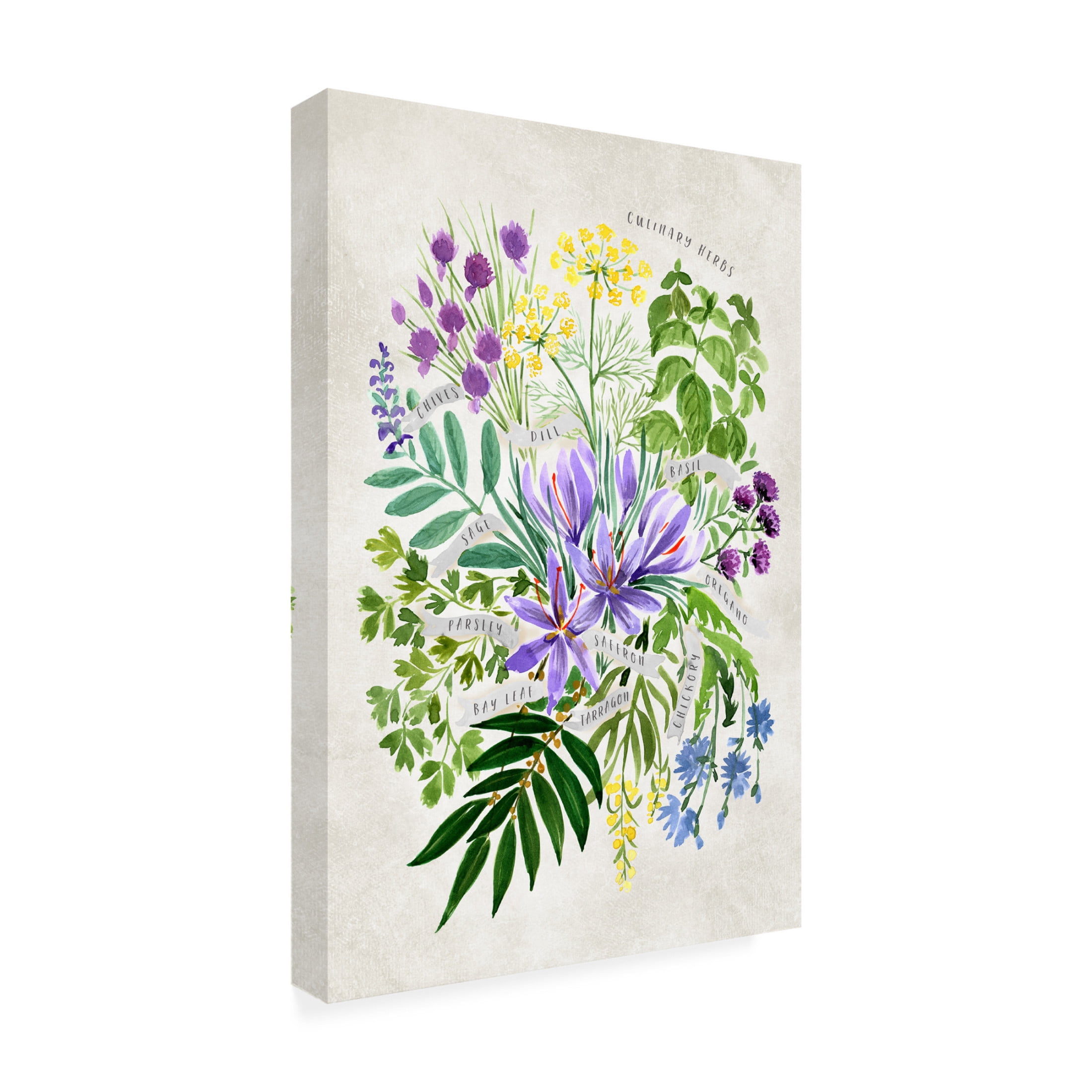 Trademark Fine Art Rosana Laiz Blursbyai Culinary herbs in vintage gray Canvas Wall Art