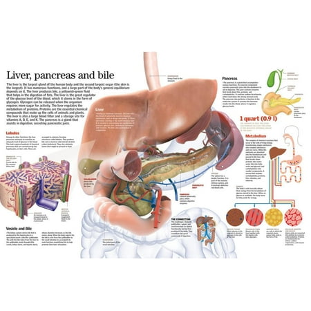 Liver, pancreas and bile. Print Wall Art