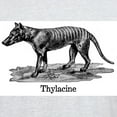 thumbnail image 3 of CafePress - Thylacine T Shirt - Light T-Shirt - CP, 3 of 4