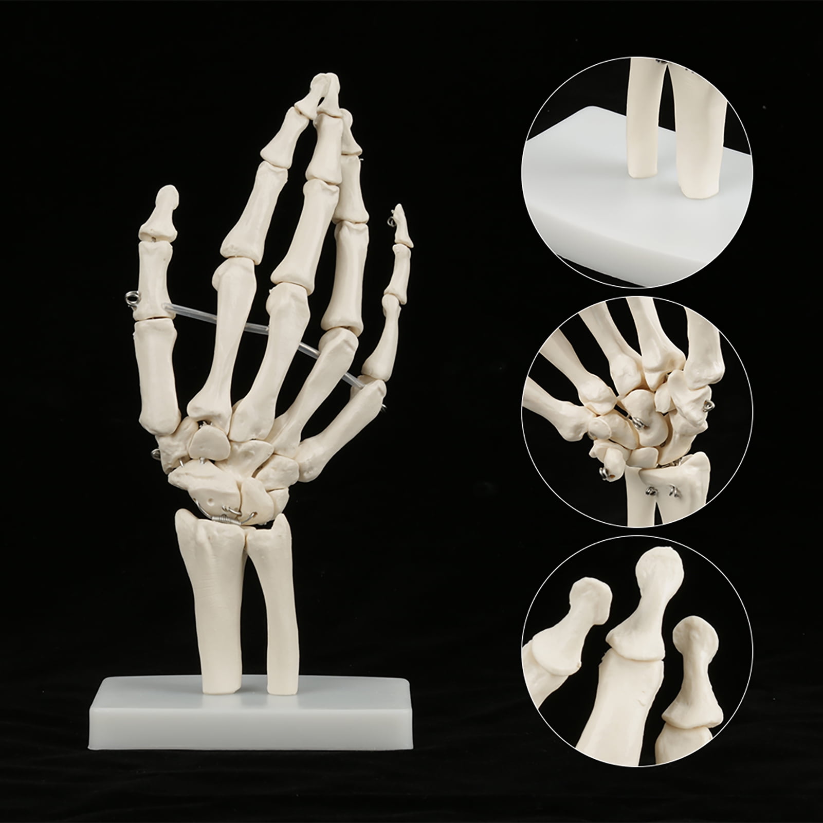 Anatomical Hand Model, High Strength Hand Skeleton, Educational For