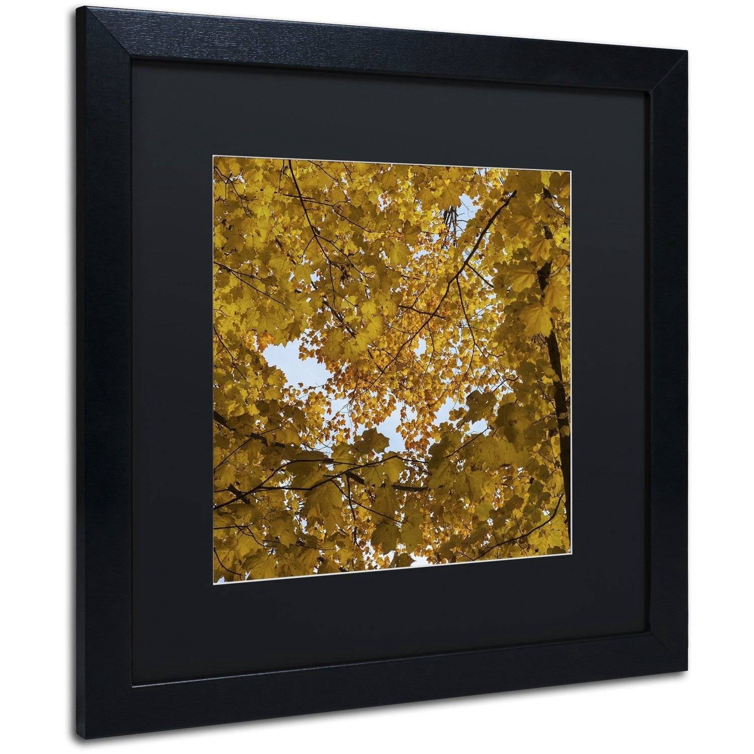 Trademark Fine Art "Golden Canopy of Autumn" Canvas Art by Kurt Shaffer, Black Matte, Black Frame