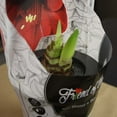thumbnail image 3 of Grow Your Own Indoor Potted Amaryllis Flower Bulb | Red Lion Amaryllis Flower Bulb in a Gift Ready Container With Soil - Ships From Holland Bulb Farms, 3 of 5