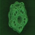 thumbnail image 1 of Ahgly Company Machine Washable Indoor Square Transitional Green Area Rugs, 7' Square, 1 of 7
