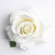 thumbnail image 4 of 10pcspcs piezas 10pcspcs, cm cabezas de flores de rosas de franela artificial para decoración caja de de bricolaje flores artesanales crema Macarena Cabeza de flor, 4 of 8