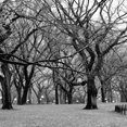 thumbnail image 3 of Grey, Jace 12x12 Black Modern Framed Museum Art Print Titled - Central Park 2B, 3 of 5