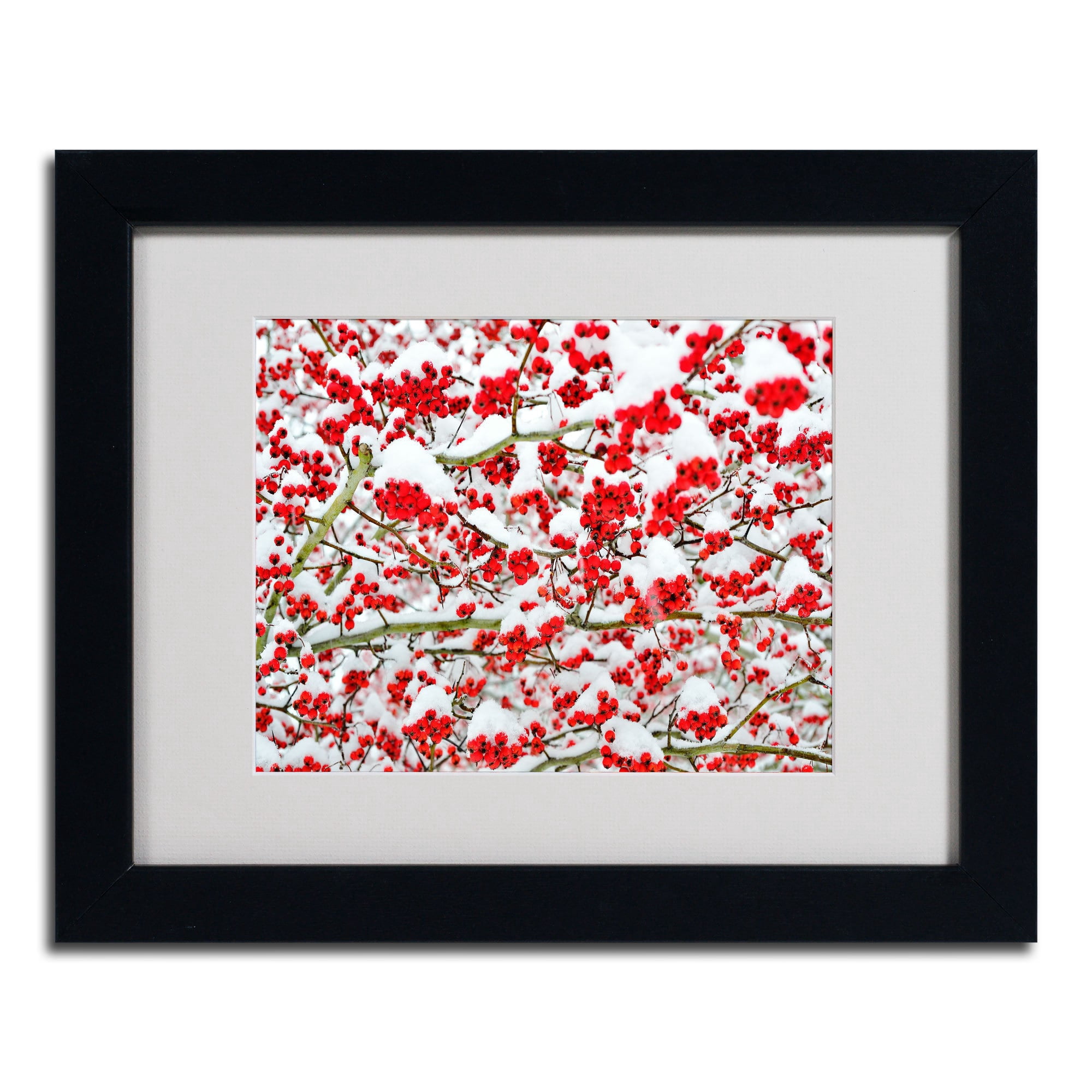 Trademark Fine Art "Winter Berries in the Snow" by Kurt Shaffer, Black Frame