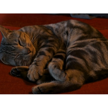 Canvas Print Ball Cat Grey Sleeps Elongate Sleep Gutter Stretched Canvas 10 x (Best Way To Cut Gutters)
