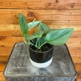 thumbnail image 2 of Scindapsus Trebuii Moonlight, 4" Plant, The Plant Farm, 2 of 3